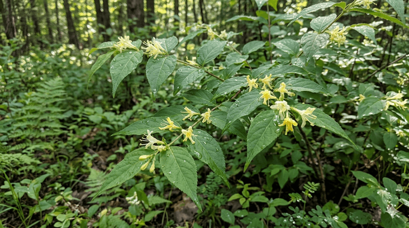 Northern Bush Honeysuckle